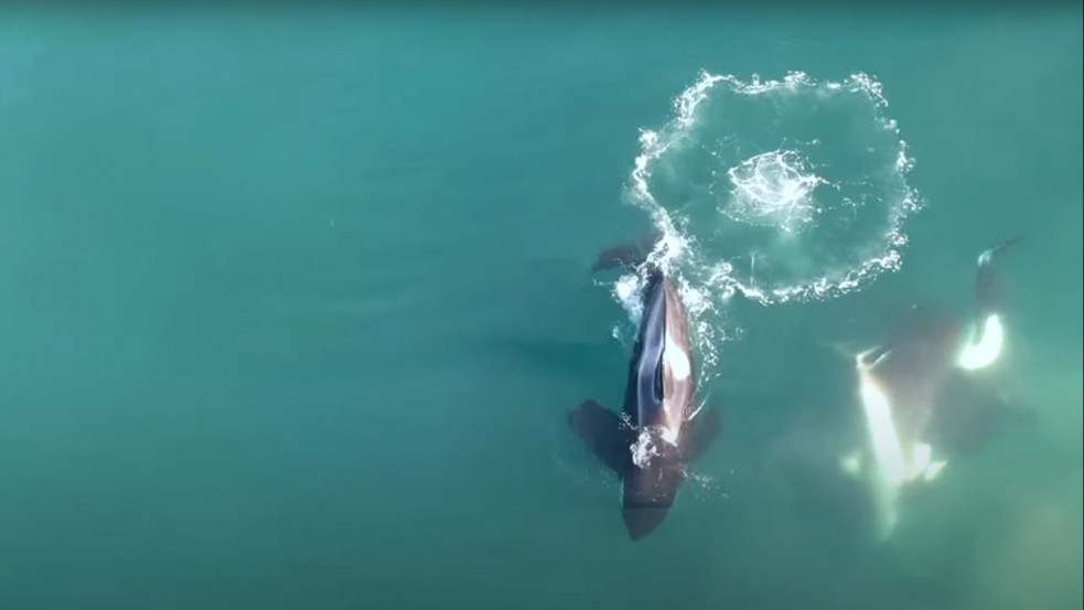 Ilyet se láttunk még: Fehér cápákra vadászó kardszárnyú delfineket kaptak le drónnal - mutatjuk a felvételt