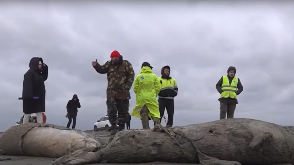 2500 fókatetemet találtak a Kaszpi-tenger partján Oroszországban - magyarázat nincs