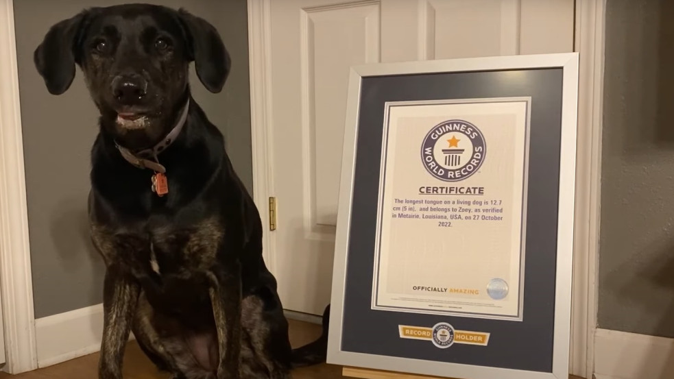 Guinness rekord: hivatalosan is ennek a kutyának van a világon a leghosszabb nyelve