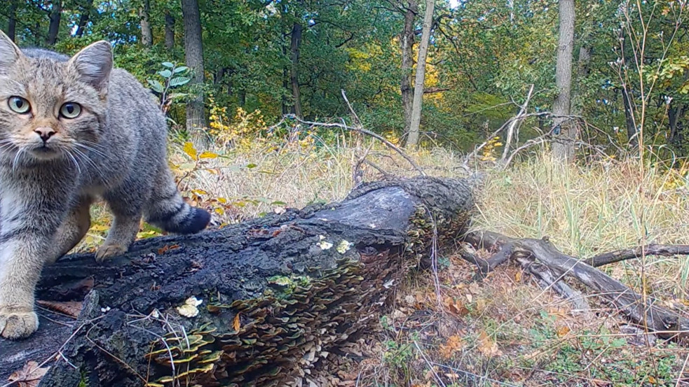 Szemtől szemben: Lencsevégre kapták a börzsönyi vadmacskát