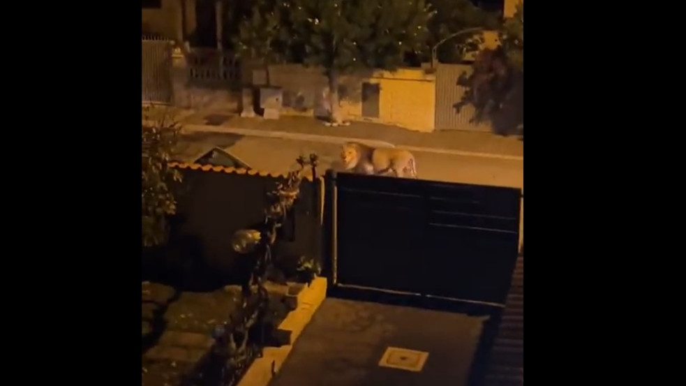 Utcán kóborló oroszlánt videóztak le egy olasz városban, több óra után tudták csak befogni