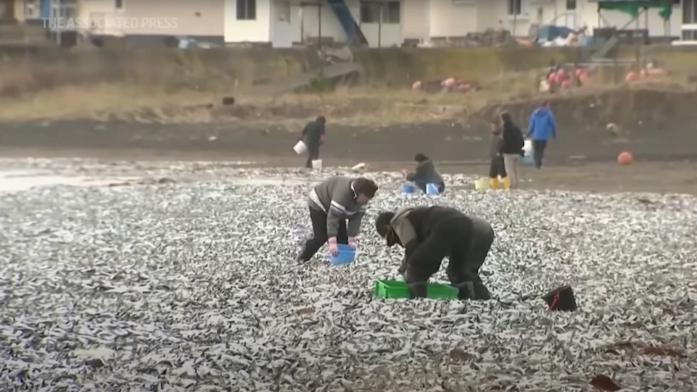 Videó: 1200 tonna halat sodort partra a víz Japánban rejtélyes körülmények között