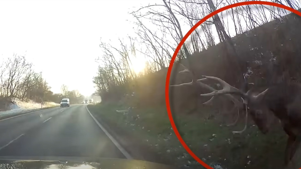 Ez közel volt: haladó autó felett ugrott át egy szarvas Kakasd mellett - videó