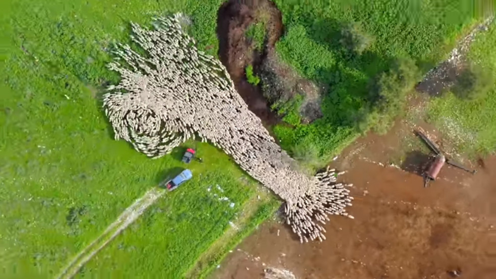 Lélegzetelállító time-lapse videón örökítették meg, hogyan is vonulnak az izraeli juhok