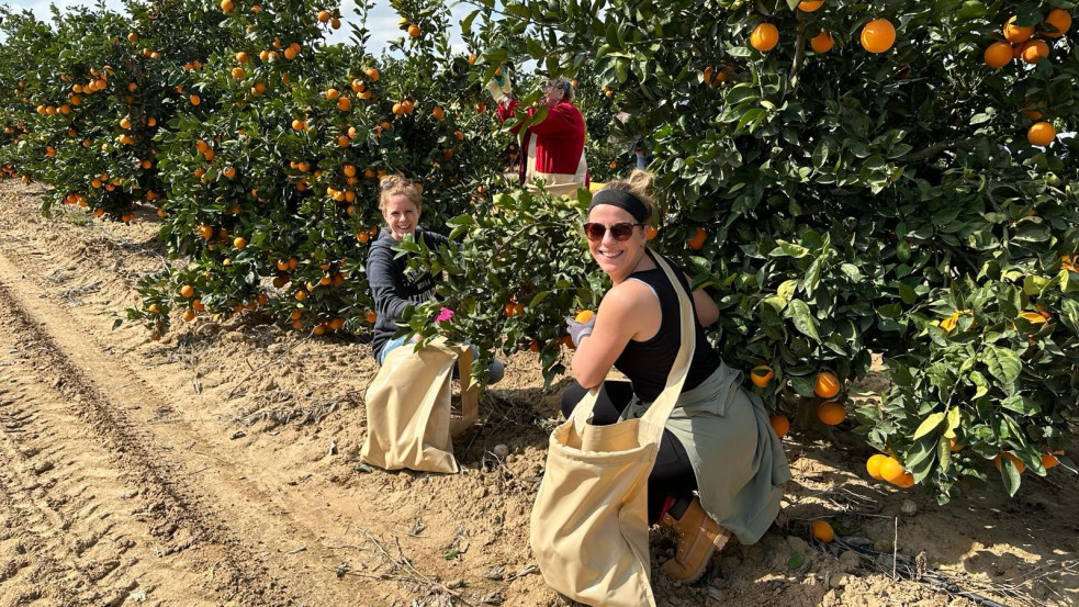 Tonnaszám szedik a Jaffa-narancsot holland keresztények az izraeli mezőgazdaság megtámogatására