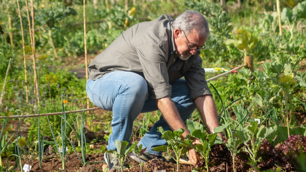 Milyen magokat érdemes elültetni a ház melletti kertben? (X)