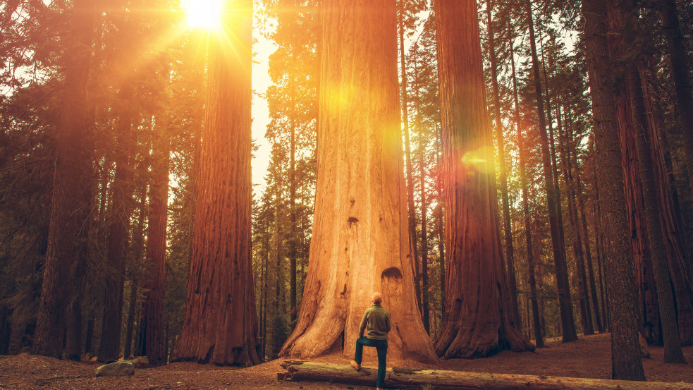 Börtönbe is kerülhet, aki a világ legmagasabb fáját akarja megcsodálni