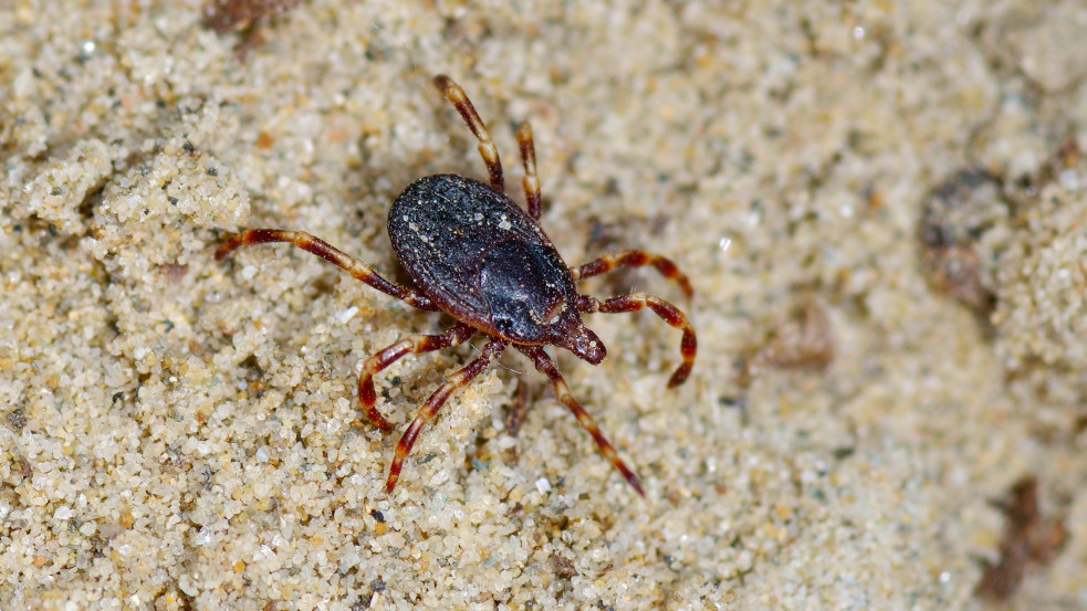 Krími-kongói vérzéses lázat is okozó kullancsot találtak Magyarországon