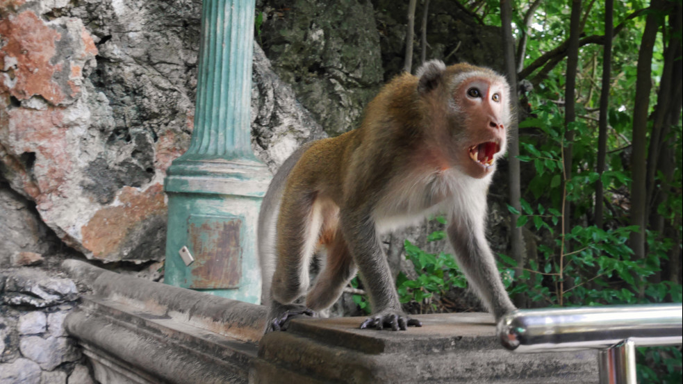 Agresszív majmok támadnak emberekre Japánban