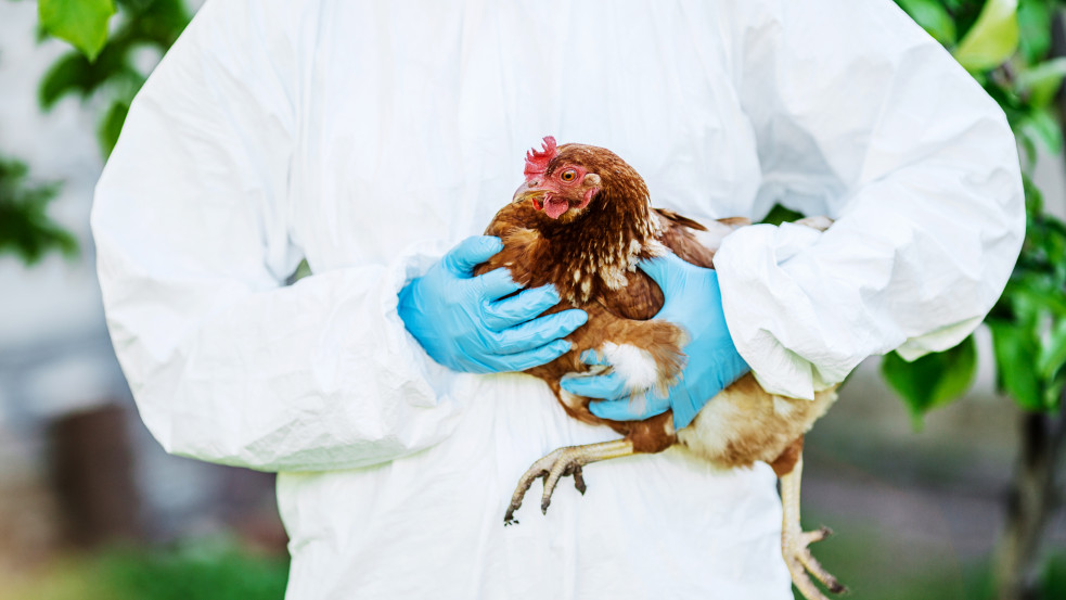 Berobbant a madárinfluenza: közel tizenötezer kacsát és húszezer tyúkot kell leölni