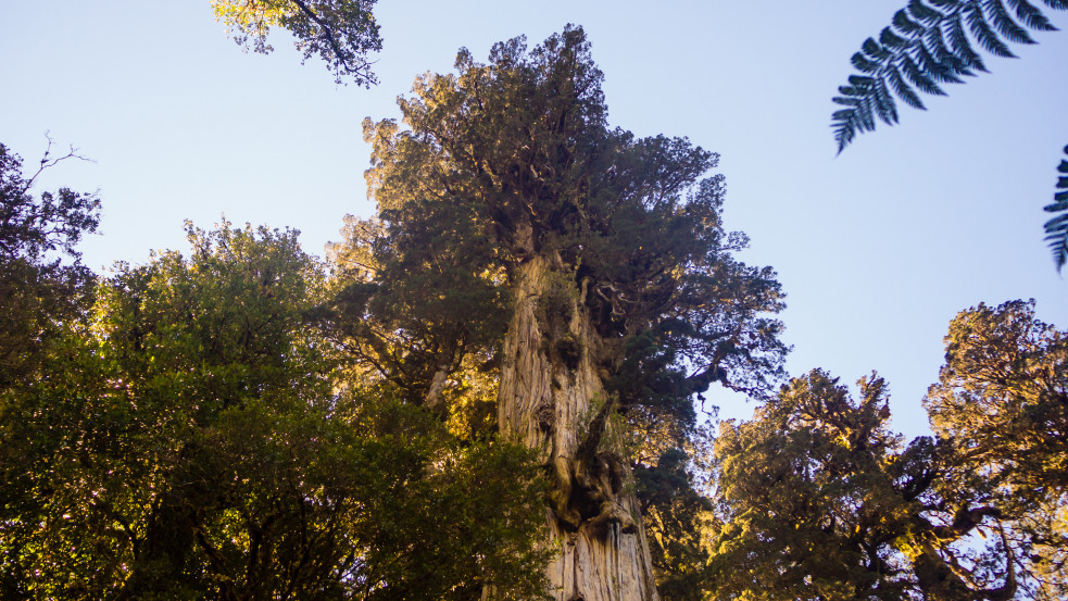 Közel 5500 éves lehet "Dédnagyapa", a világ legidősebb fája