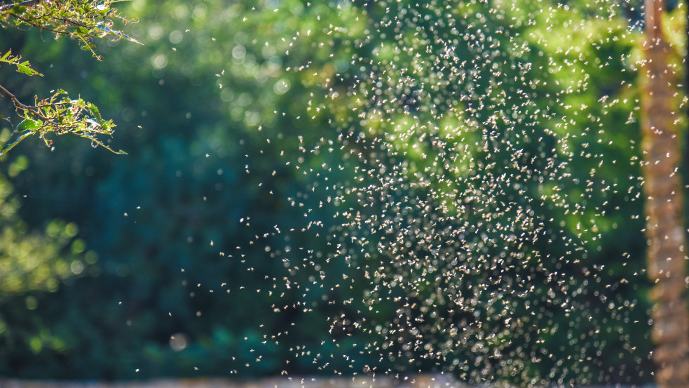 Úgy érzi, jobban szeretik a szúnyogok, mint másokat? Kiderült, mi az oka