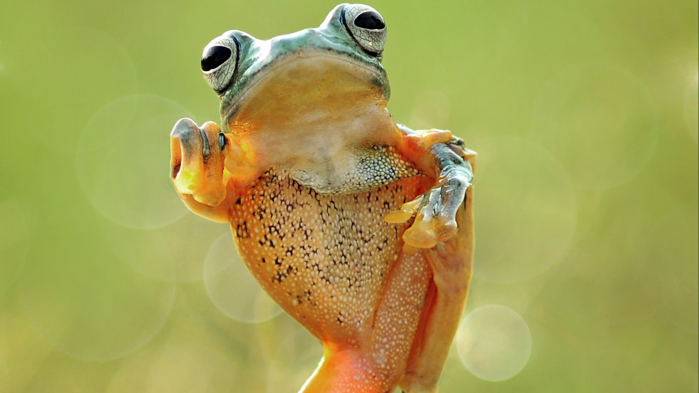 Kungfubéka? Új fajt fedeztek fel Kínában