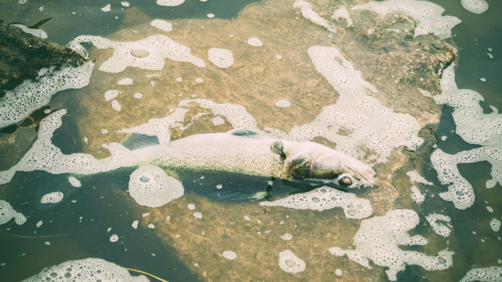 Mérgezés történt a városligeti tóban, elpusztult az összes hal