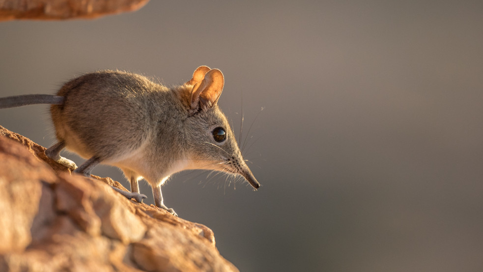 Újabb állati eredetű vírus fertőz embereket Kínában
