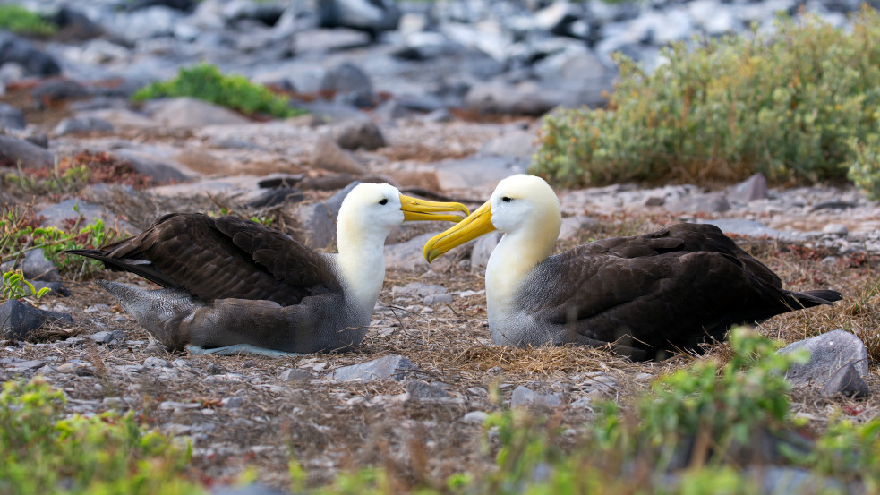 Egyre több albatroszpár válik el, a klímaváltozással magyarázzák