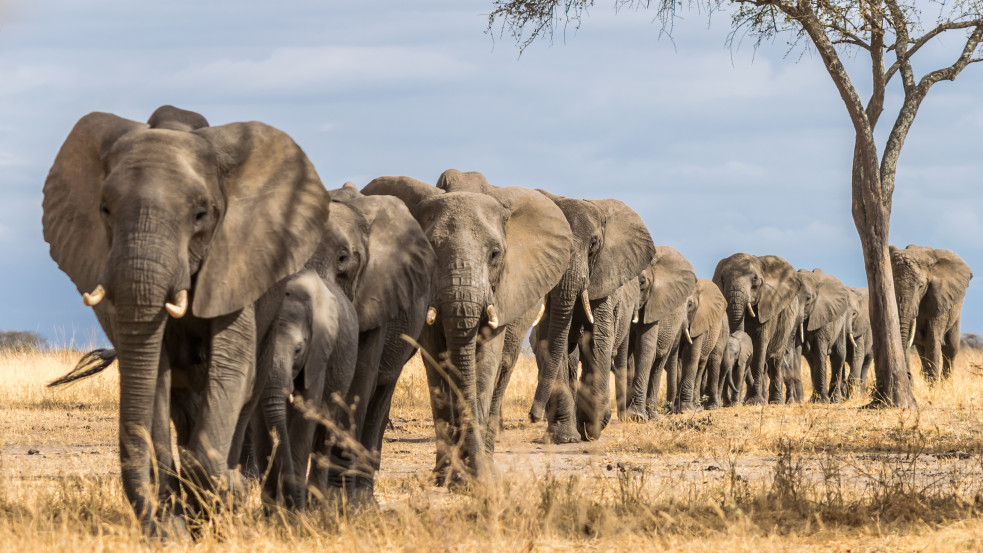 Botswana elnöke 20 ezer elefántot küldene a németeknek