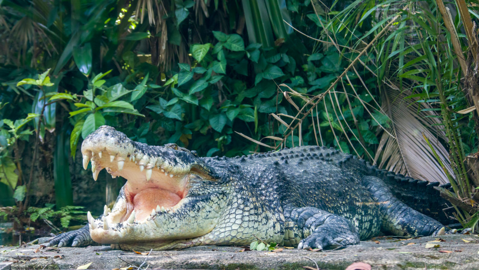Krokodil Dundee is megirigyelheti: késével hárította el a krokodiltámadást egy ausztrál férfi