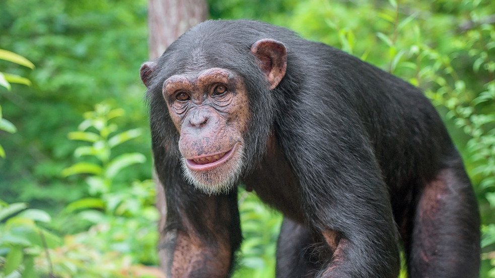 Állítása szerint viszonya volt egy csimpánzzal, azonnal kitiltotta a nőt a belgiumi állatkert