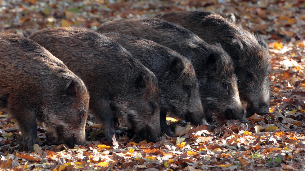Fényes nappal, járókelők szeme láttára lőttek ki vaddisznókat Budán