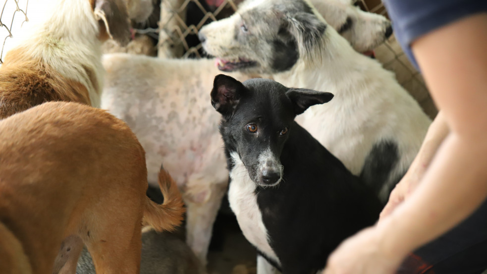Kutyáit, macskáit kimenekítette egy brit veterán, de afgán segítőit hátrahagyták