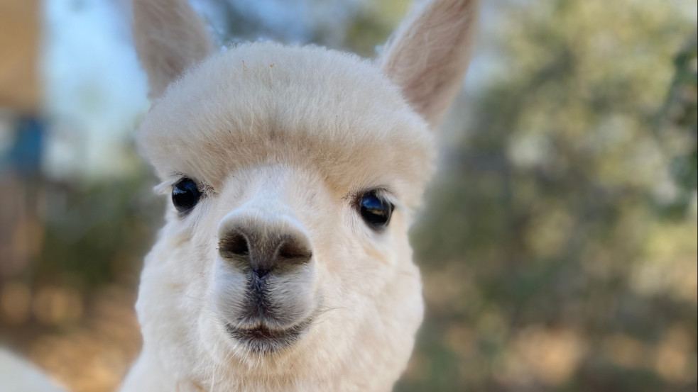 Láma-láz Kispesten: szokatlan vendéggel fogócskáztak a Havanna lakótelepen