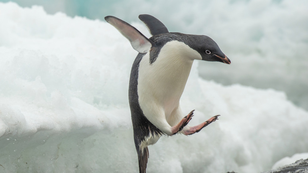 3000 kilométert sodródott, és Új-Zélandon kötött ki egy ritka antarktiszi pingvin