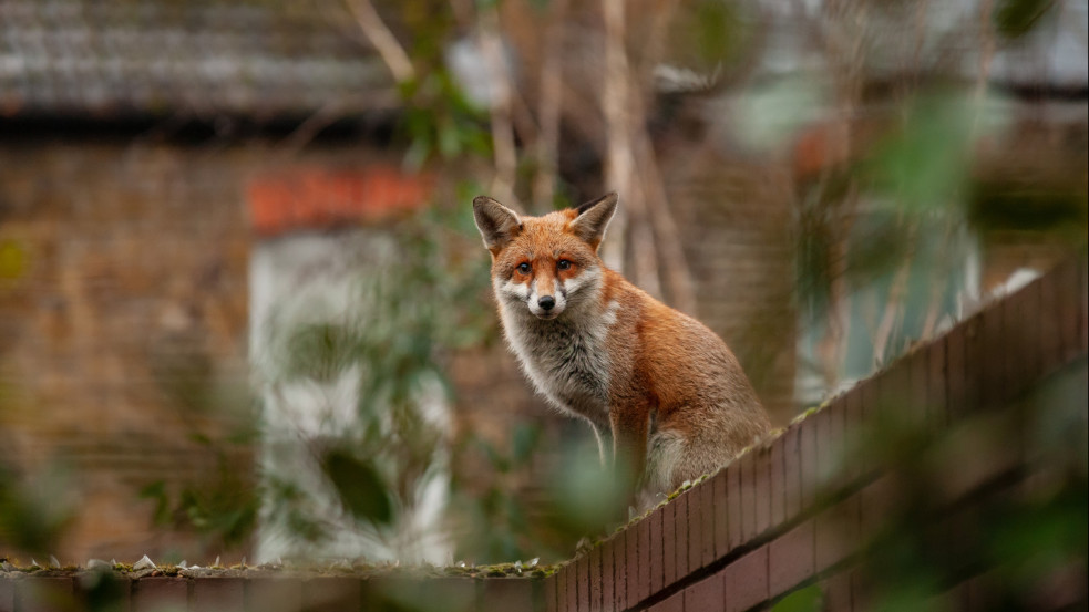 Potyautasként jutott Bronxba egy kalandvágyó brit róka