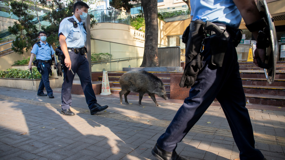 Vaddisznó rontott be egy krakkói szépségszalonba 