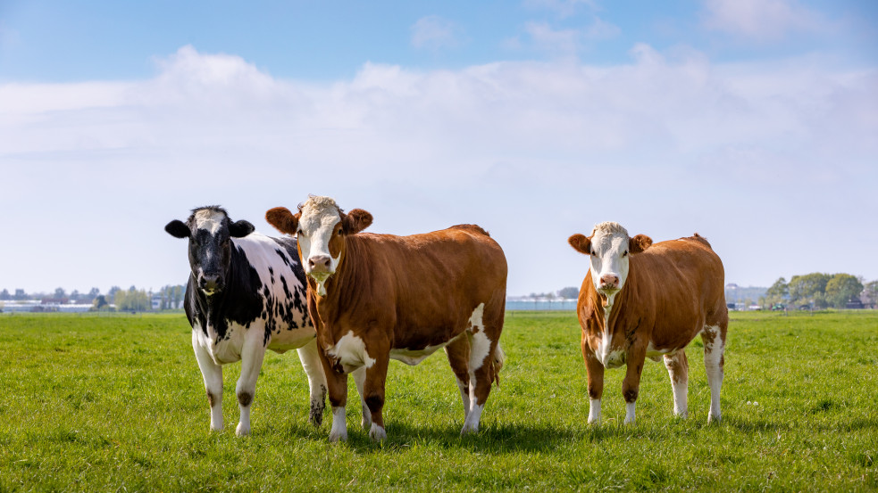 Döntöttek: Betiltják a hús reklámozását egy holland városban