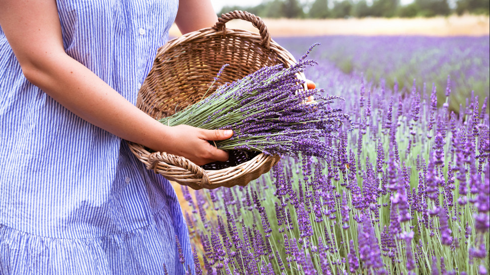 Provence-i hangulat a Balaton mellett