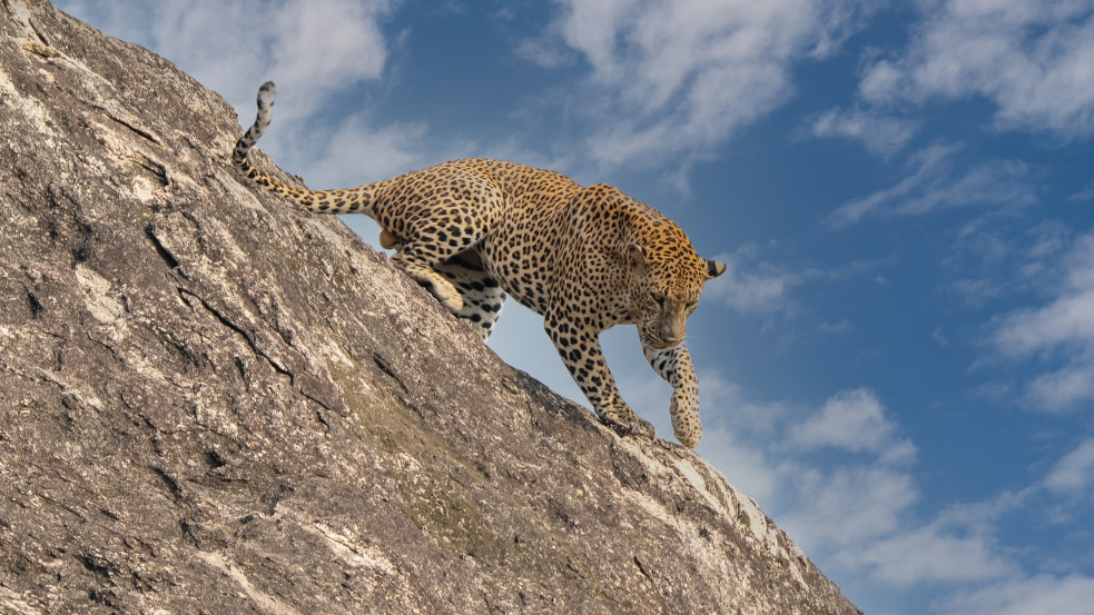 Barlangban meditáló cseh szerzetessel végzett egy leopárd Sri Lankán