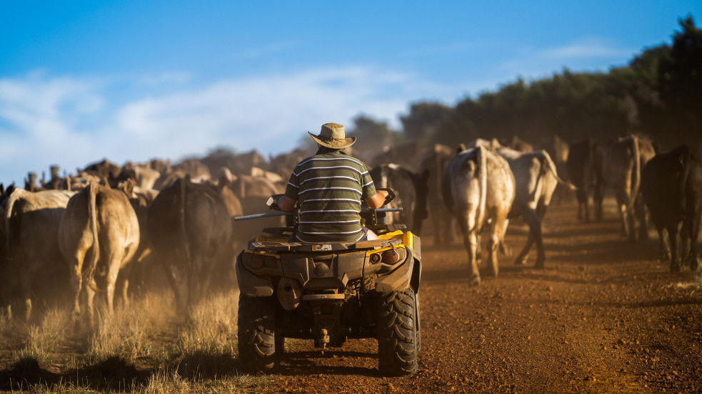 Büfögő, szellentő haszonállatok után fizettetnének adót Új-Zélandon: gazdák ezrei vonultak utcára