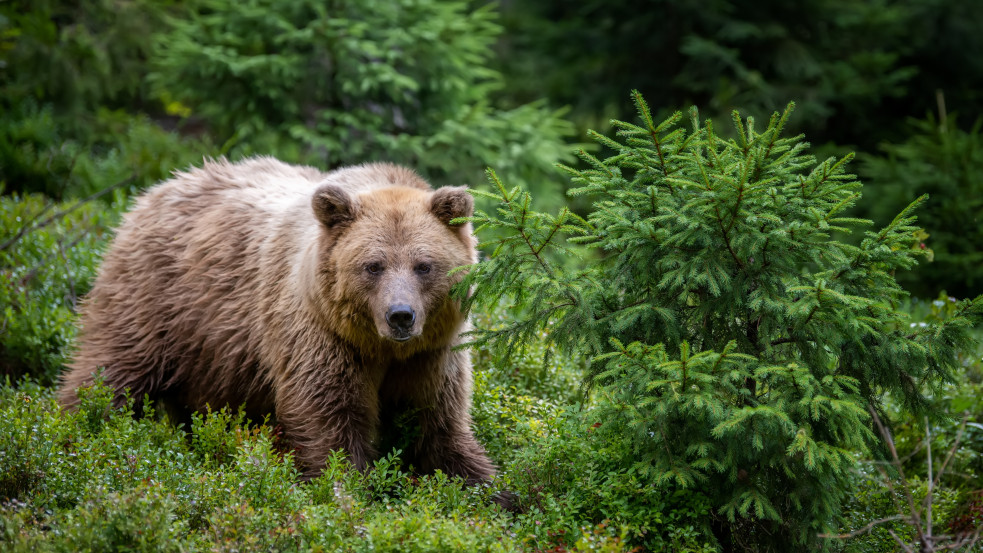 A főváros környékén kóborló medve ezúttal Veresegyháznál bukkant fel