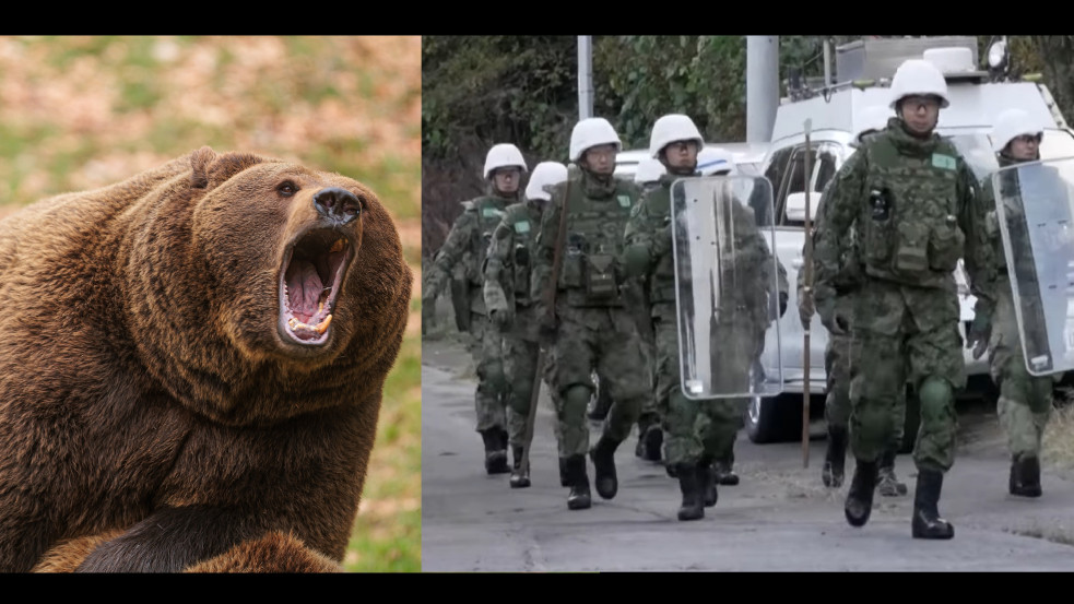 Úgy elharapóztak Japánban a medvetámadások, hogy a hadsereget is be kell vetni