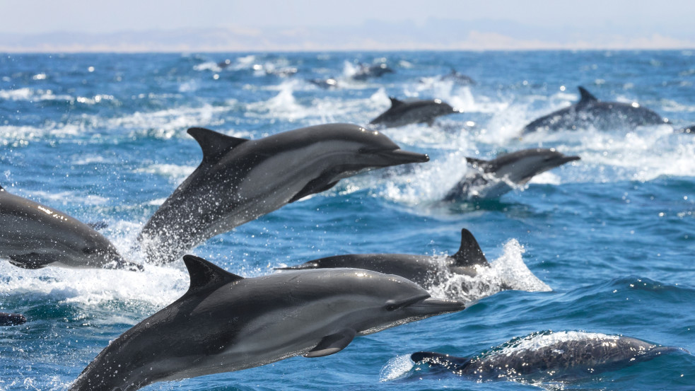 Sorra pusztulnak el a delfinek a Fekete-tenger orosz partjainál