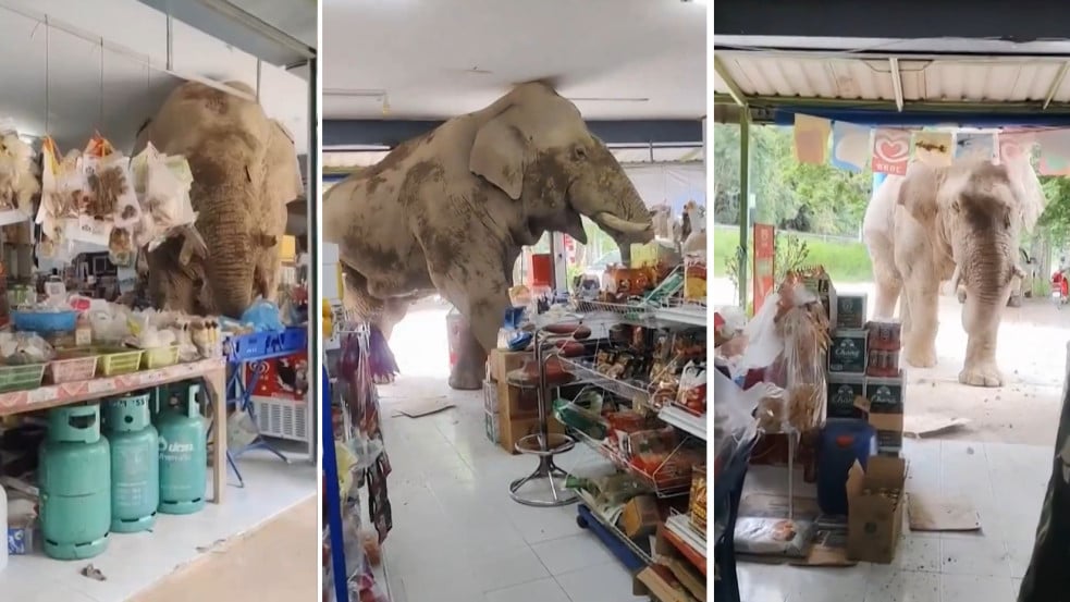 Négytonnás vadelefánt sétált be egy thai boltba, megevett 9 zacskó rizskekszet, majd fizetés nélkül távozott - videó