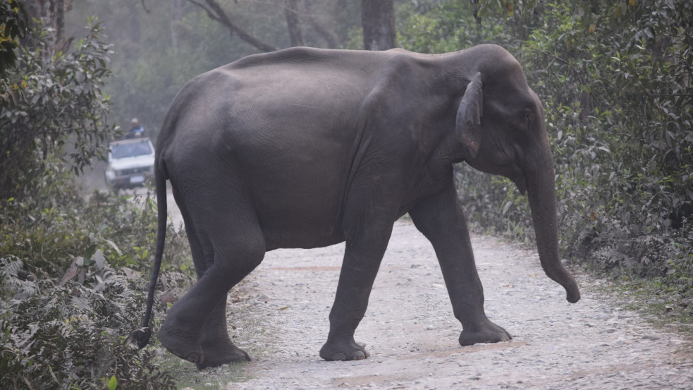 Elefánttámadásban meghalt egy magyar turista Srí Lankán