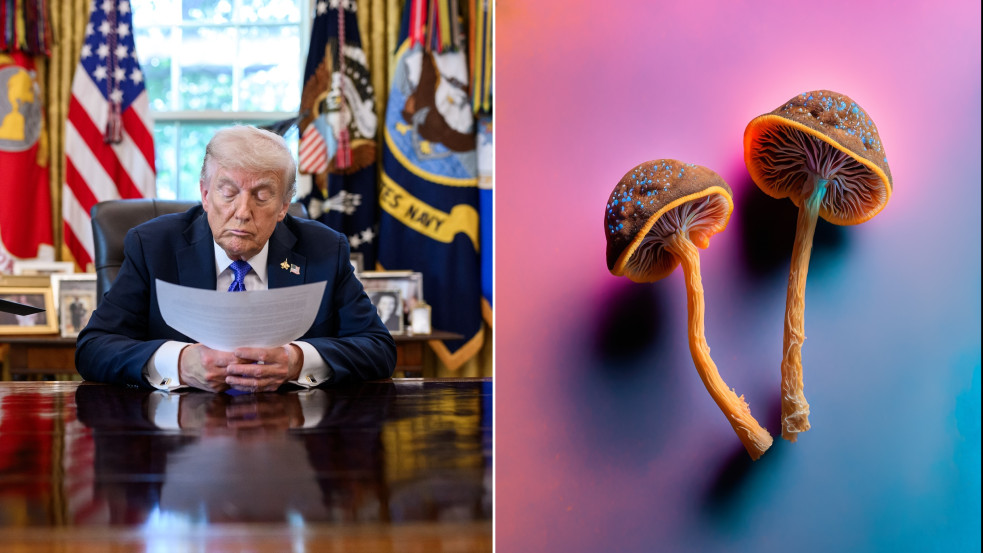 Trump és a „varázsgombák”: Váratlan fordulat a Fehér Házban