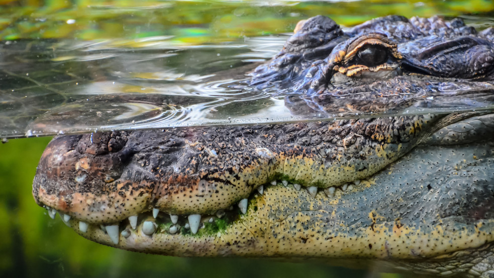 (18+) Egy krokodil gyomrában találták meg azt az ausztrál férfit, akinek még szombaton veszett nyoma
