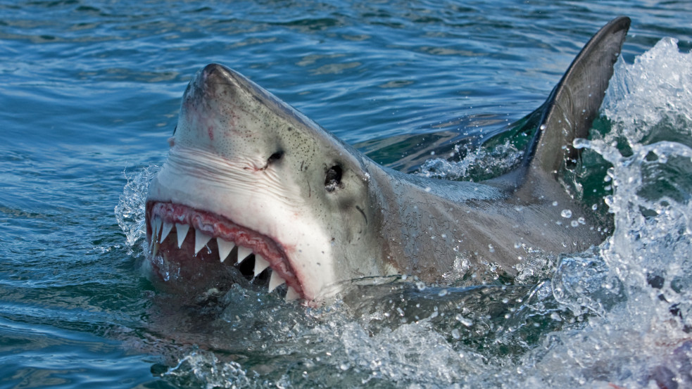 Hatvan éve nem volt ilyen: strandon úszó férfit tépett szét egy cápa Sydney-ben