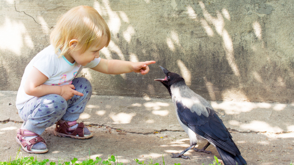 Vérvarjú támadhatott a budapesti óvodásokra a Hitchcockot idéző madártámadás során