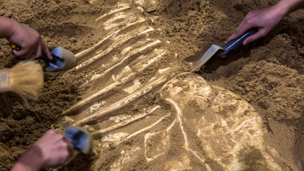 Korábban ismeretlen dinoszauruszfajt fedeztek fel Argentínában