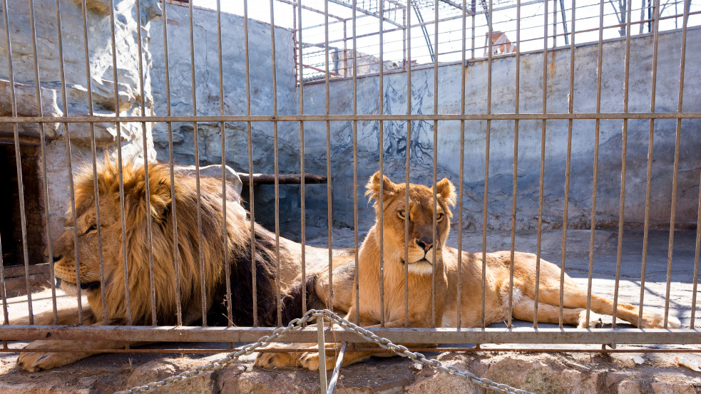 Öt oroszlán szabadult ki egy ausztrál állatkertben a reggeli órákban
