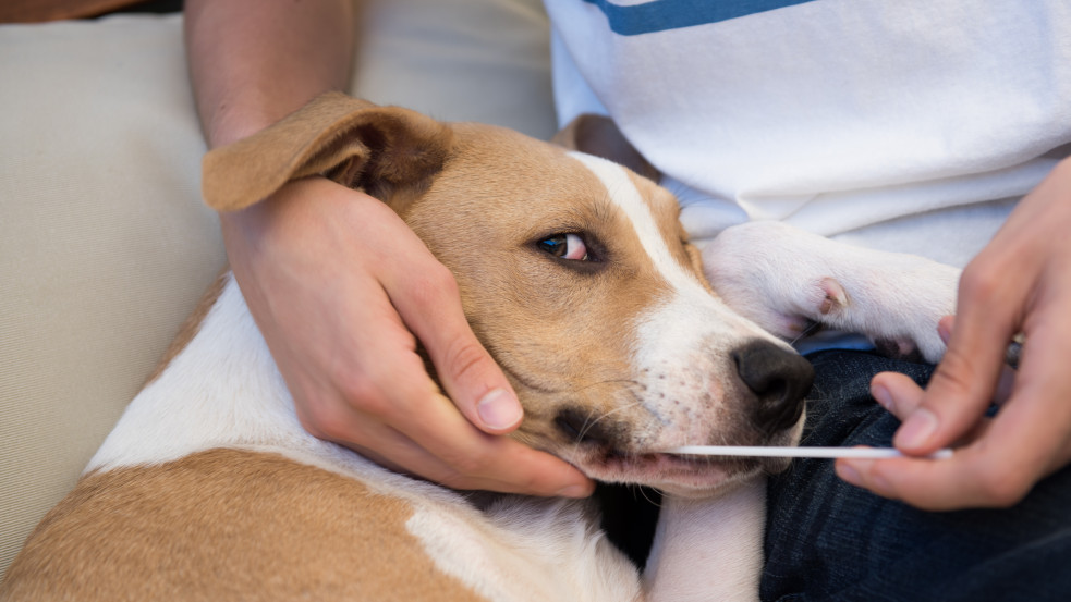 DNS-teszteléssel akarják elcsípni a kutyapiszkot hátra hagyó kutyásokat egy német városban