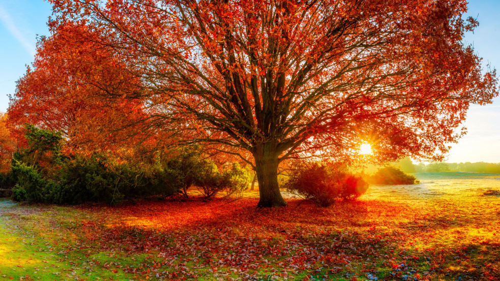 Fotoszintézisük növelésével válaszolnak az idős tölgyfák a növekvő légköri szén-dioxidra