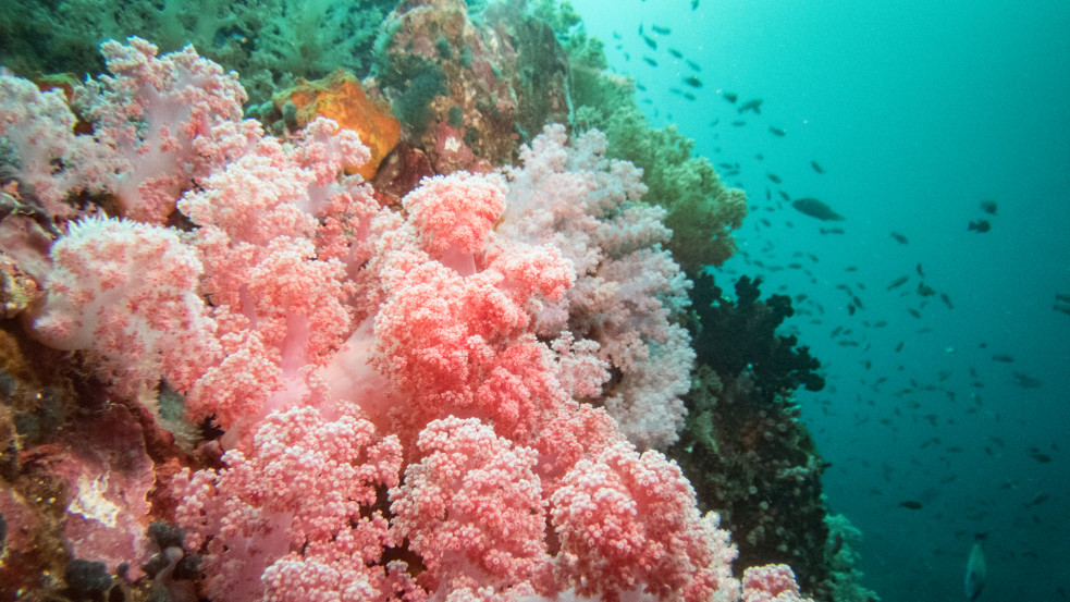 Az "óceán Amazonasára" bukkantak a Fülöp-szigetek térségében