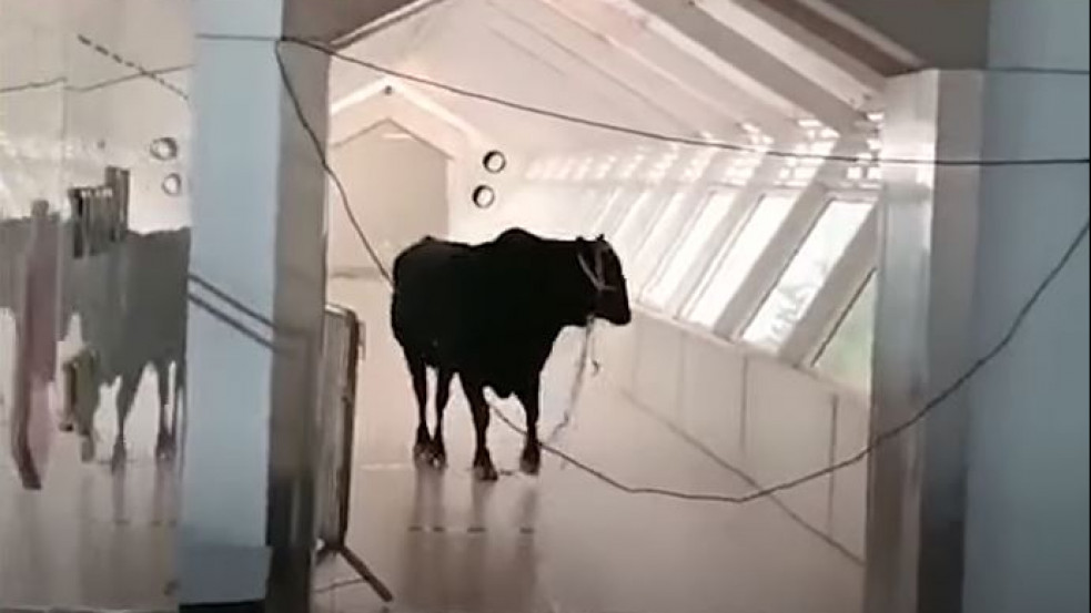 Videó: Tomboló bikával küzdöttek a dolgozók egy izraeli bankban