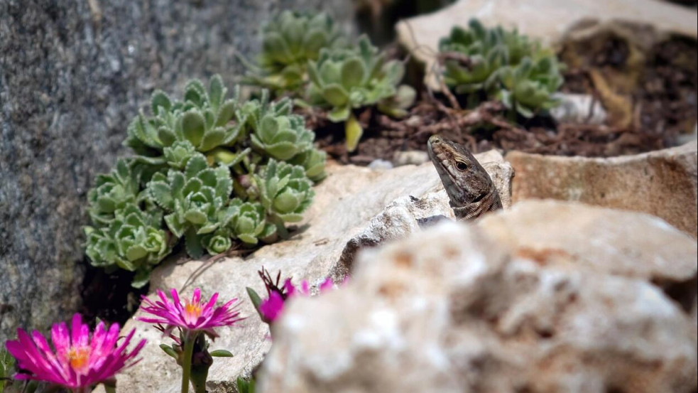 Miért válaszd a sziklakerti köveket a kertedbe? (x)